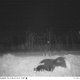 Imagen para el artículo titulado Instalan una cámara trampa para cazar un puma y fotografían dos gorilas, al bigfoot y a Santa Claus